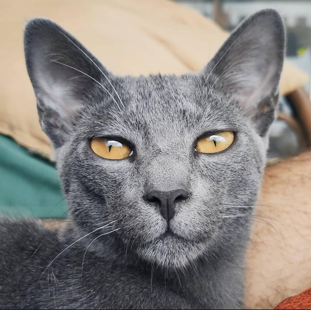 Dimitri