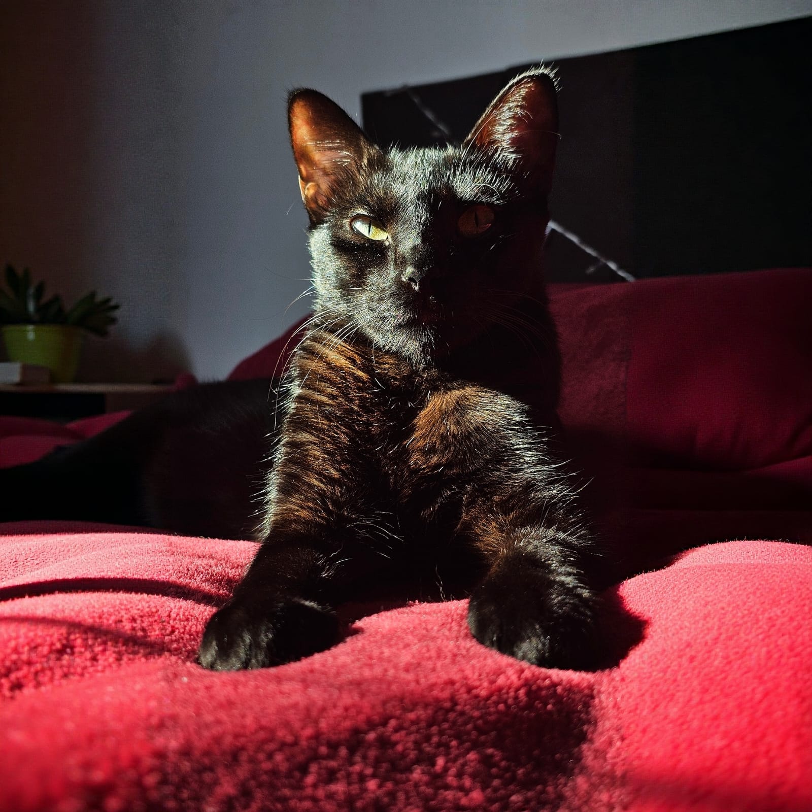 Catarina