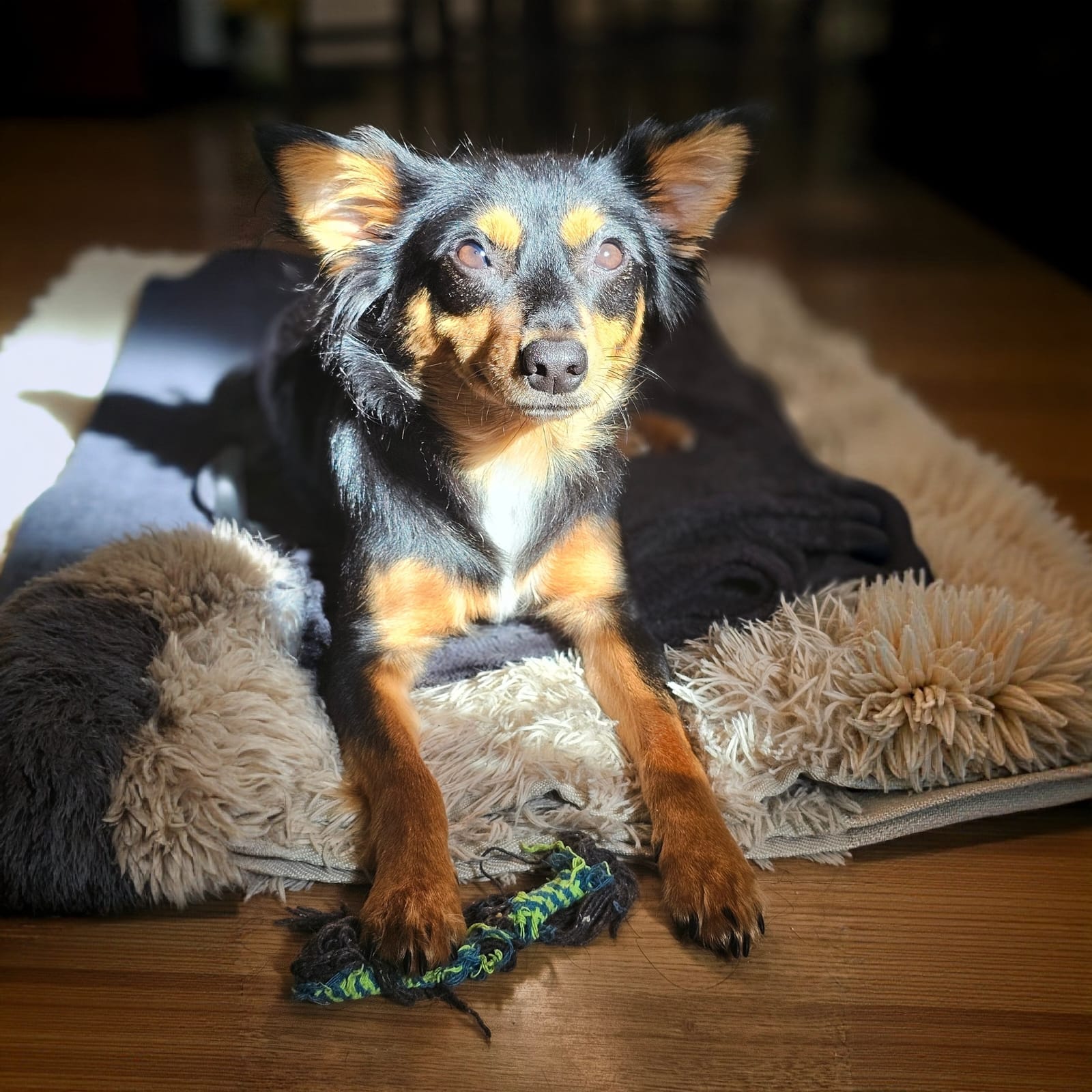 Dora